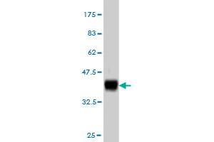 Western Blot detection against Immunogen (36.