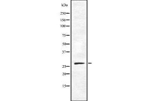 Western blot analysis OR10X1 using COLO205 whole cell lysates (OR10X1 anticorps  (Internal Region))