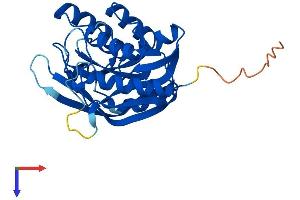 AlphaFold protein structure predicition of Human Recombinant DPH6 Protein, UniprotID Q7L8W6