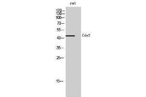Western Blotting (WB) image for anti-Caudal Type Homeobox 2 (CDX2) (Ser240) antibody (ABIN3183850) (CDX2 anticorps  (Ser240))