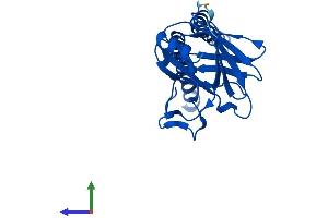AlphaFold protein structure predicition of Mouse Recombinant Mtco2 Protein, UniprotID P00405
