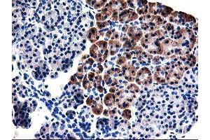 Immunohistochemical staining of paraffin-embedded Human pancreas tissue using anti-TBC1D21 mouse monoclonal antibody. (TBC1D21 anticorps)