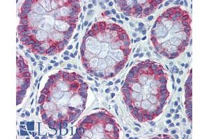 ABIN334341 (5µg/ml) staining of paraffin embedded Human Colon. (AGR2 anticorps  (Internal Region))