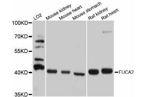 Western blot analysis of extracts of various cell lines, using FUCA2 antibody. (FUCA2 anticorps  (AA 118-467))