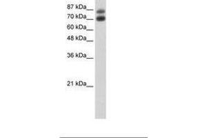 Image no. 3 for anti-Heterogeneous Nuclear Ribonucleoprotein U-Like 1 (HNRNPUL1) (C-Term) antibody (ABIN203251) (HNRNPUL1 anticorps  (C-Term))