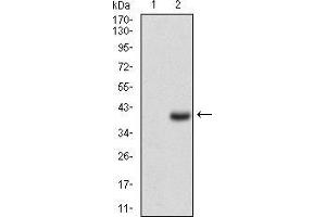 Western blot analysis using CD7 mAb against HEK293 (1) and CD7 (AA: 72-175)-hIgGFc transfected HEK293 (2) cell lysate. (CD7 anticorps  (AA 72-175))