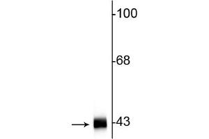 Western blot of rat hippocampal lysate showing specific immunolabeling of the ~42 kDa actin protein.