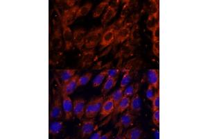 anti-phosphodiesterase 6G, CGMP-Specific, Rod, gamma (PDE6G) (AA 1-87) antibody