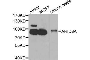 Western blot analysis of extracts of various cell lines, using ARID3A antibody (ABIN5975618) at 1/1000 dilution.