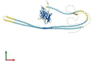 AlphaFold protein structure predicition of Human Recombinant KIF11 Protein, UniprotID P52732
