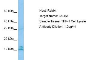 Host: RabbitTarget Name: LALBAAntibody Dilution: 1. (LALBA anticorps  (N-Term))
