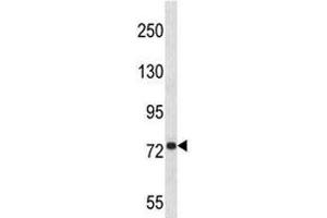 Anti-APP antibody western blot analysis in 293 lysate (APP anticorps  (AA 333-362))