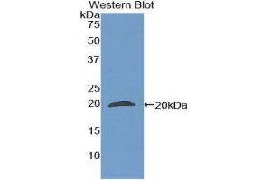 Western Blotting (WB) image for anti-Peptidylprolyl Isomerase F (PPIF) (AA 45-196) antibody (ABIN1860292) (PPIF anticorps  (AA 45-196))