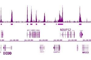 BRD3 antibody (pAb) tested by ChIP-Seq. (BRD3 anticorps  (C-Term))