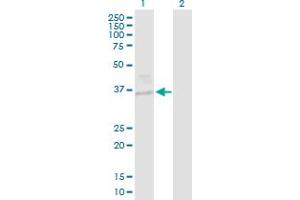 Western Blot analysis of EHF expression in transfected 293T cell line by EHF MaxPab polyclonal antibody.