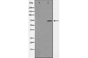 Western blot analysis of GRP75 expression in Cos7 cell extract. (HSPA9 anticorps  (C-Term))