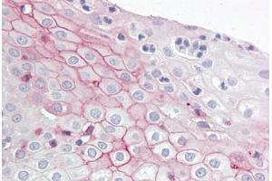 Anti-ZBTB2 antibody IHC staining of human tonsil.