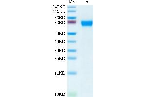 Human CD46 on Tris-Bis PAGE under reduced condition.