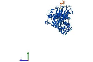 AlphaFold protein structure predicition of Mouse Recombinant Entpd1 Protein, UniprotID P55772