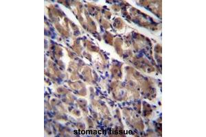 ABRA Antibody (C-term) immunohistochemistry analysis in formalin fixed and paraffin embedded human stomach tissue followed by peroxidase conjugation of the secondary antibody and DAB staining.