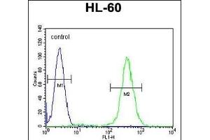 RINL Antibody (N-term) (ABIN656038 and ABIN2845410) flow cytometric analysis of HL-60 cells (right histogram) compared to a negative control cell (left histogram). (RINL anticorps  (N-Term))