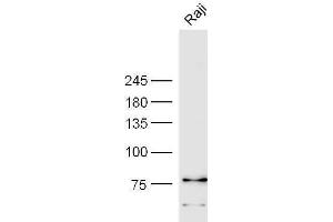 Raji cell lysates probed with Anti-CD85c Polyclonal Antibody, Unconjugated  at 1:3000 90min in 37˚C. (LILRB5 anticorps  (AA 151-250))