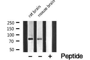 Western blot analysis of extracts of various samples,using MAN1B1 Antibody .