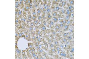 Immunohistochemistry of paraffin-embedded mouse liver using COX6A1 antibody (ABIN5971990) at dilution of 1/100 (40x lens). (COX6A1 anticorps)