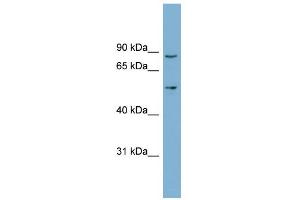 WB Suggested Anti-LRDD Antibody Titration: 0.