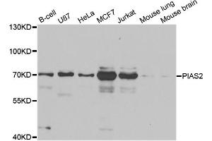 Western blot analysis of extracts of various cell lines, using PIAS2 antibody (ABIN5973299) at 1/1000 dilution. (PIAS2 anticorps)
