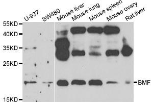 Western blot analysis of extracts of various cell lines, using BMF antibody (ABIN5975393) at 1/1000 dilution. (BMF anticorps)
