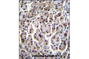 MESP1 Antibody immunohistochemistry analysis in formalin fixed and paraffin embedded human pancreas tissue followed by peroxidase conjugation of the secondary antibody and DAB staining. (MESP1 anticorps  (N-Term))