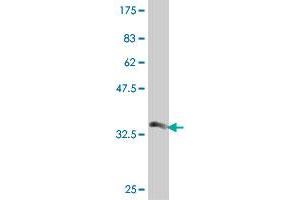 Western Blot detection against Immunogen (33.