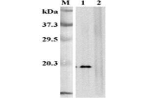 Western blot analysis of human CD137L using anti-CD137L (human), mAb (41B436)  at 1:2,000dilution.
