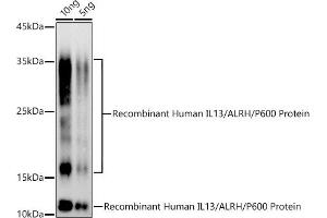 Western blot analysis of extracts of Recombinant Human IL13/ALRH/P600 Protein, using IL13 antibody (ABIN3022881, ABIN3022882, ABIN3022883 and ABIN6219278) at 1:500 dilution.