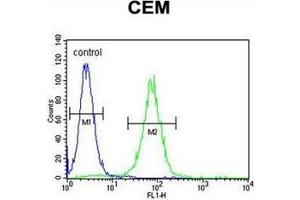 Flow cytometric analysis of CEM cells using PSMAL Antibody (C-term) Cat. (FOLH1B anticorps  (C-Term))