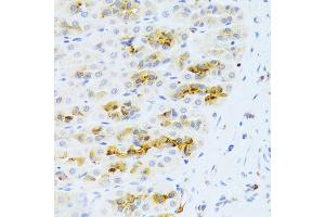 Immunohistochemistry of paraffin-embedded rat stomach using CHIA Antibody (ABIN5973937) at dilution of 1/100 (40x lens). (CHIA anticorps)