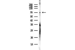 anti-Intraflagellar Transport Protein 74 Homolog (IFT74) antibody