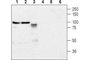Western blot analysis of rat brain membrane (lanes 1 and 4), mouse brain membrane (lanes 2 and 5) and rat PC12 pheochromocytoma cells (lanes 3 and 6): - 1-3. (Neuroligin 2 anticorps  (Extracellular, N-Term))