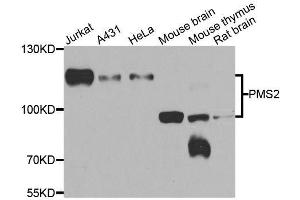 Western blot analysis of extracts of various cell lines, using PMS2 antibody. (PMS2 anticorps  (AA 390-670))