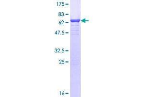 Image no. 1 for Twinfilin, Actin-Binding Protein, Homolog 2 (Drosophila) (TWF2) (AA 1-349) protein (GST tag) (ABIN1324194)