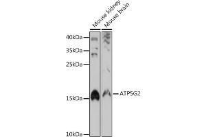 Western blot analysis of extracts of various cell lines, using G2 antibody (ABIN7265724) at 1:1000 dilution. (ATP5G2 anticorps)
