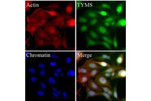 Immunofluorescence (IF) image for anti-Thymidylate Synthetase (TYMS) (AA 1-313), (N-Term) antibody (ABIN452662) (TYMS anticorps  (N-Term))