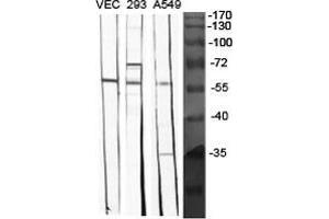 Western Blot (WB) analysis of specific cells using BMP-5 Polyclonal Antibody. (BMP5 anticorps  (Internal Region))