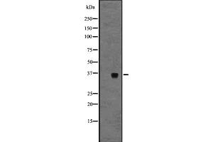 Western blot analysis of GPR3 expression in A431 whole cell lysate ,The lane on the left is treated with the antigen-specific peptide. (GPR3 anticorps  (C-Term))