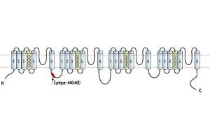 Representative domain view of the target of ABIN7043648.