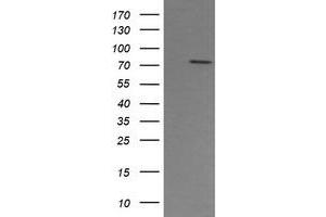 Image no. 1 for anti-Peptidyl Arginine Deiminase, Type IV (PADI4) (AA 299-588) antibody (ABIN1491357)