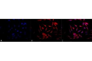 Immunocytochemistry/Immunofluorescence analysis using Rabbit Anti-Hsp90 Polyclonal Antibody (ABIN361822 and ABIN361823). (HSP90 anticorps)