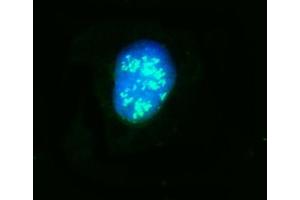 IF analysis of NOP58 using anti-NOP58 antibody (ABIN7601224). (NOP58 anticorps  (AA 30-450))