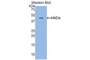 Western Blotting (WB) image for anti-Cathelicidin Antimicrobial Peptide (CAMP) (AA 30-175) antibody (ABIN1858226) (Cathelicidin anticorps  (AA 30-175))